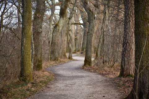 mountain bike trail in tree setting