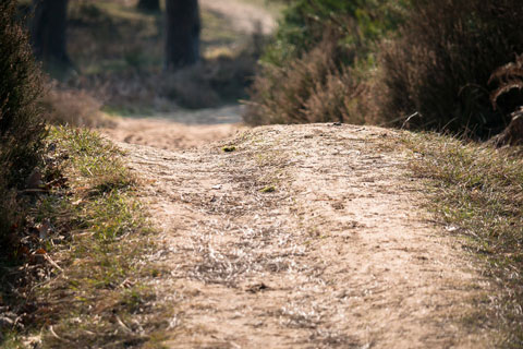 mountain bike single track