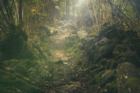 rocky forest mountain bike trail